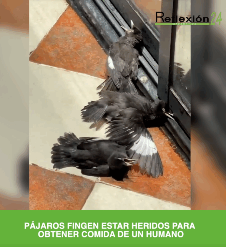 🎥 #CápsulaR24 Rapiña tras volcadura de tráiler con pan en Toluca exhibe descontrol y crisis social